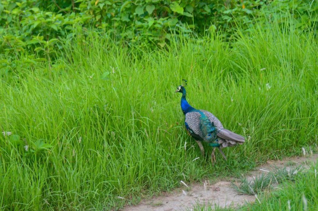 Hotel Greenland Safari Sauraha Bagian luar foto