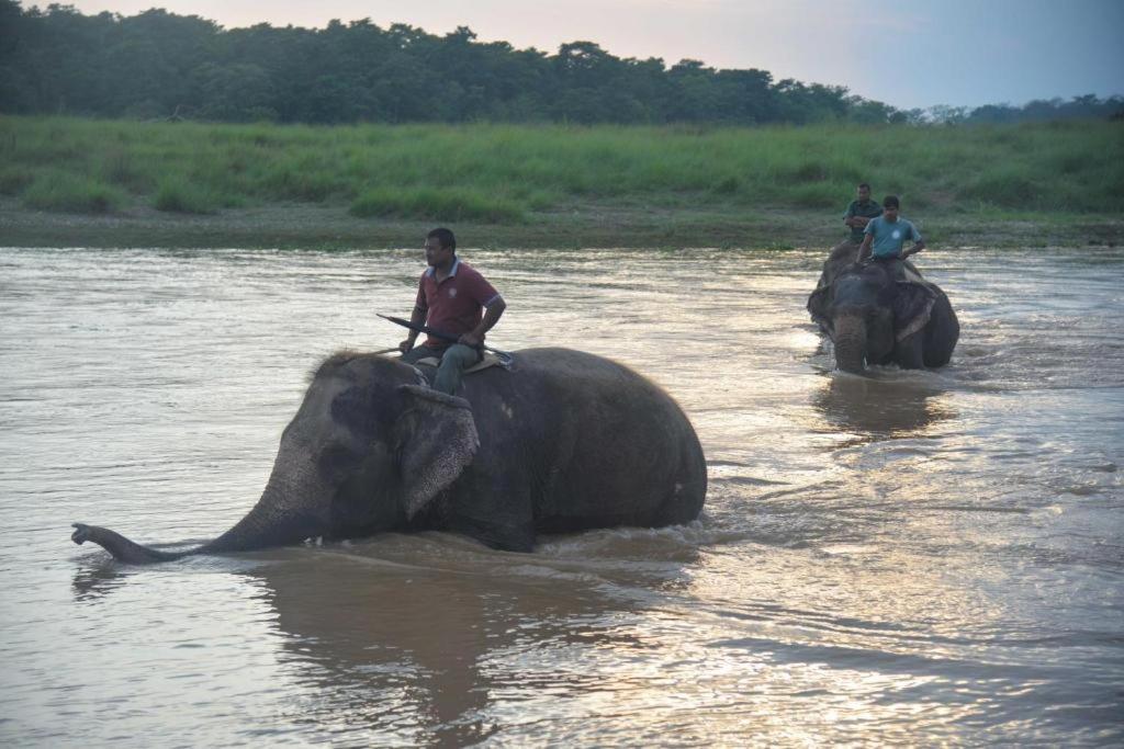 Hotel Greenland Safari Sauraha Bagian luar foto