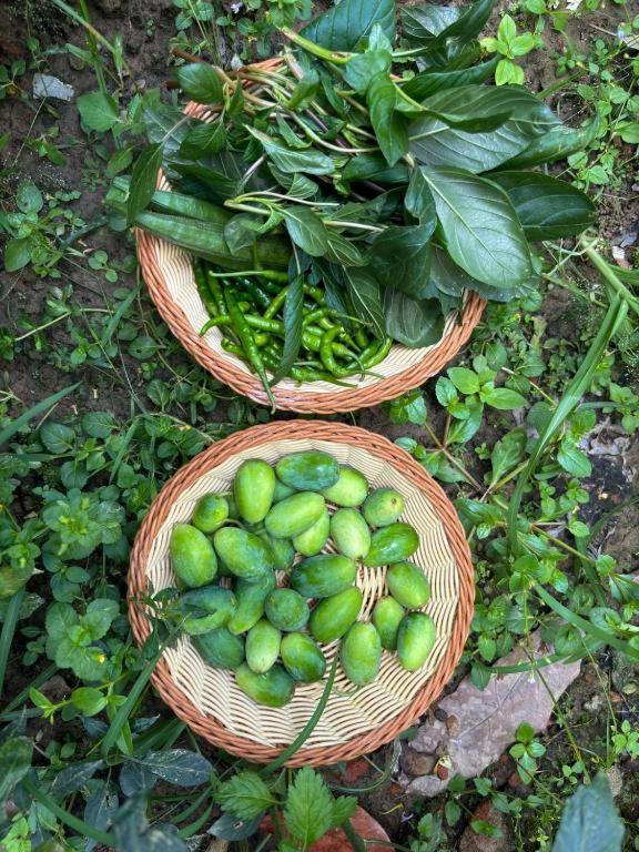 Hotel Greenland Safari Sauraha Bagian luar foto